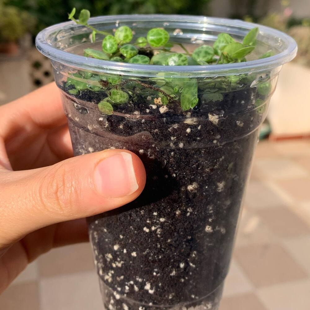 string of turtles is considered a semi-succulent string of turtles is considered a semi-succulent
