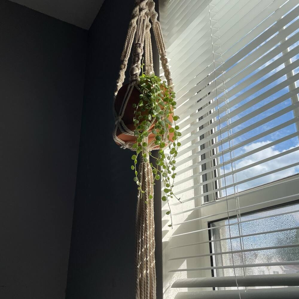 string of turtles hanging near a window string of turtles hanging near a window