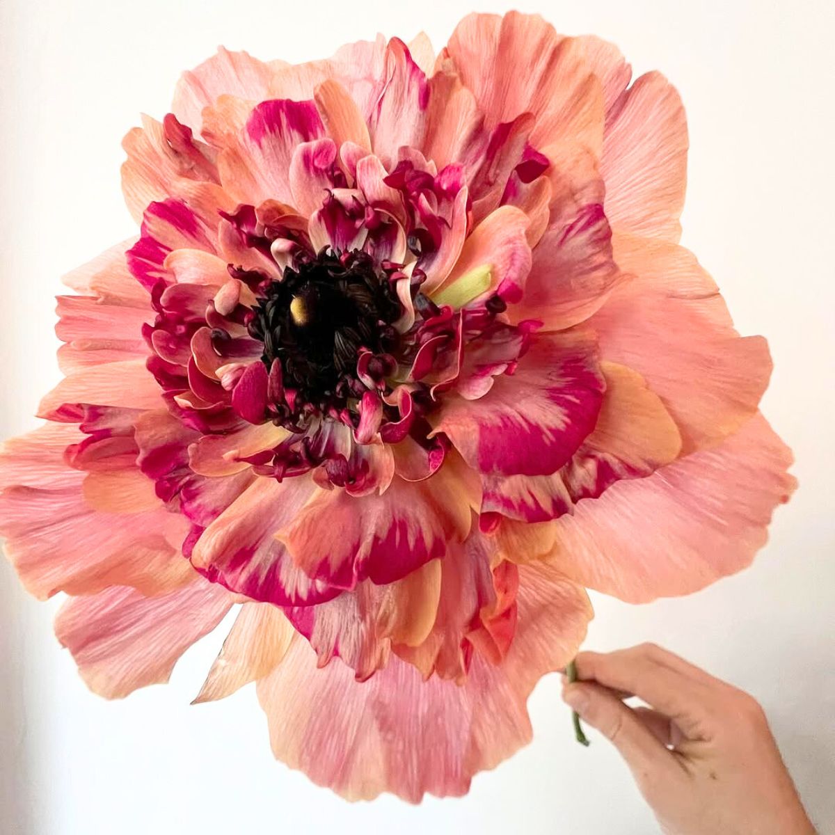 Closeup view of huge Charlotte ranunculus Closeup view of huge Charlotte ranunculus