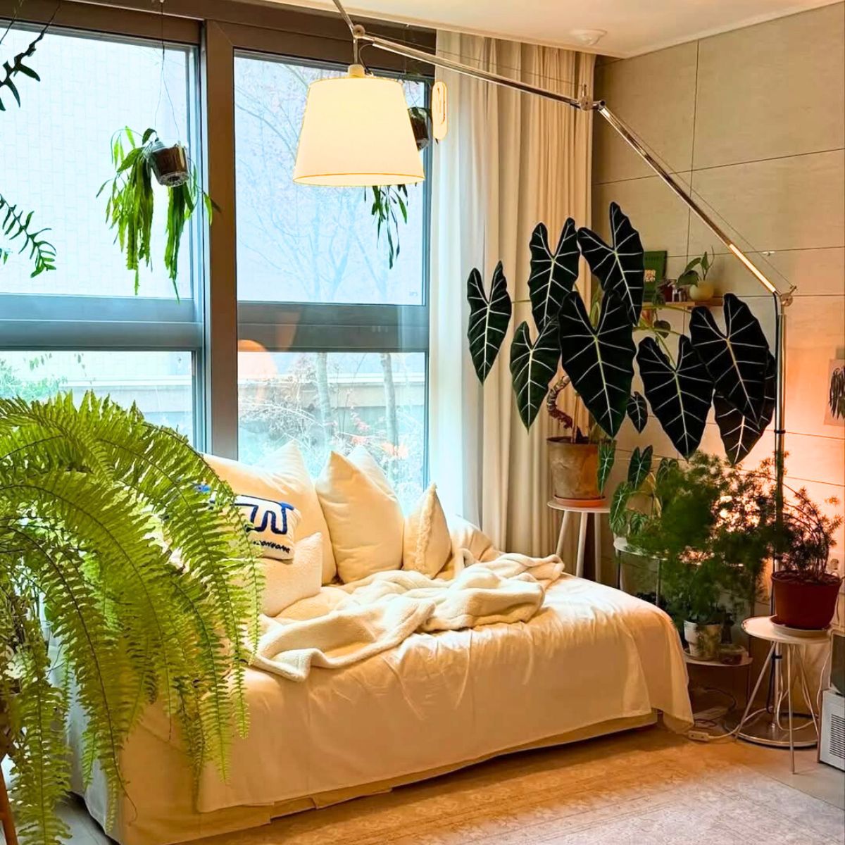 Plants in the corner that receive less light Plants in the corner that receive less light