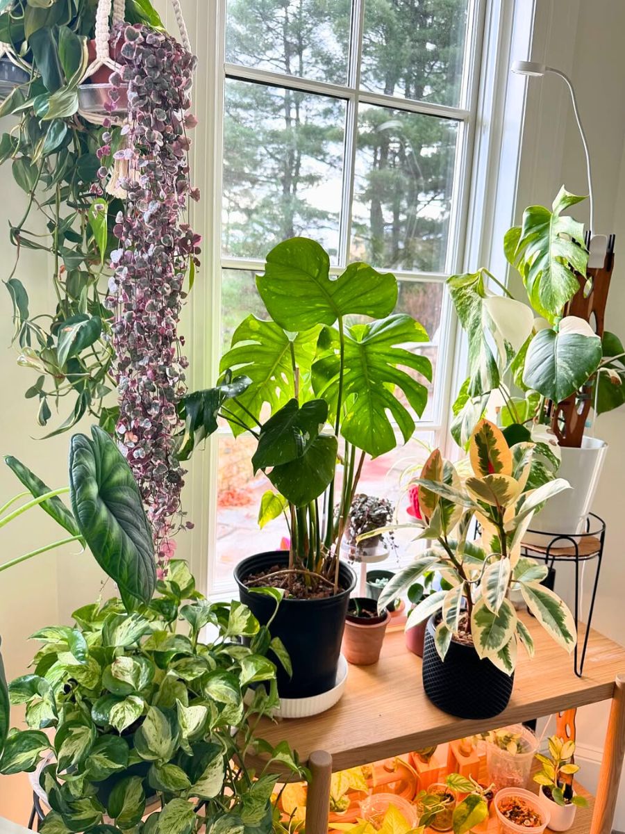 Bright indirect light on plants Bright indirect light on plants