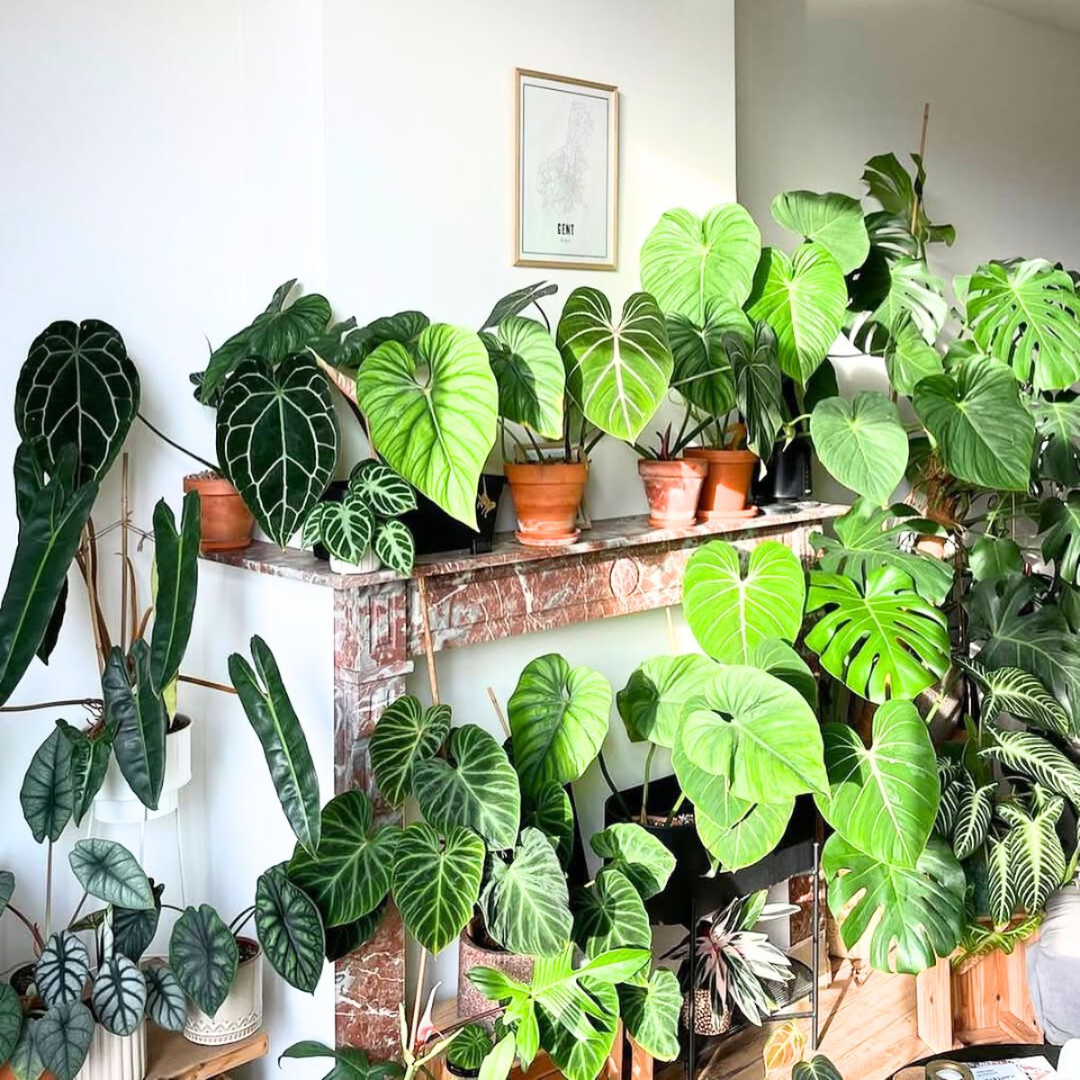 Plants receving what is direct sunlight Plants receving what is direct sunlight