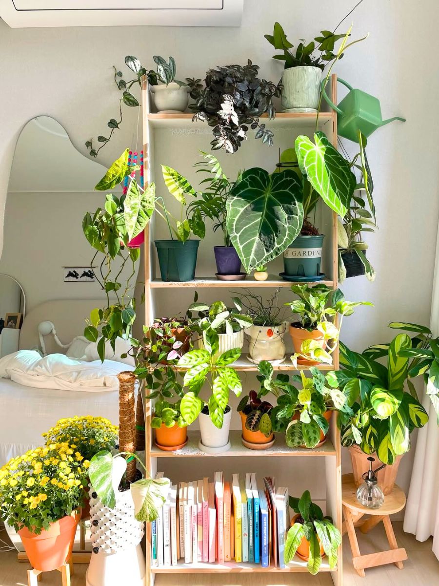 A room decorated with plants in a corner with light A room decorated with plants in a corner with light