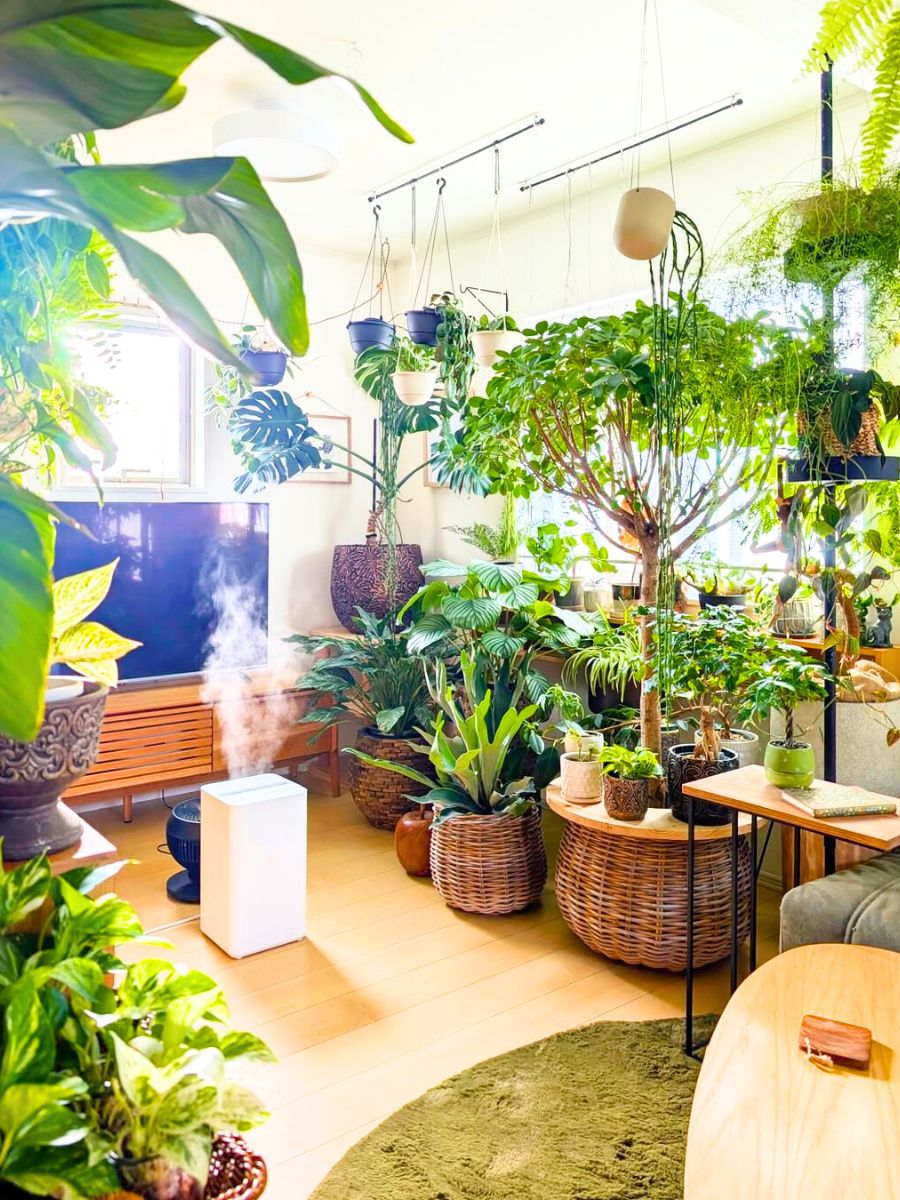 A house filled with indoor plants A house filled with indoor plants