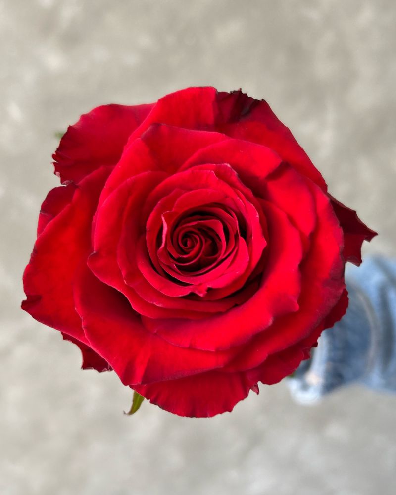 Born Free Rose is ruffled and flat Bouquet of red roses for Valentine's Day
