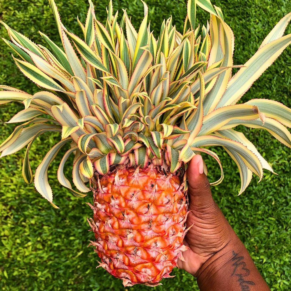 Pineapple Plant The Stunning Display of the Pineapple Plant