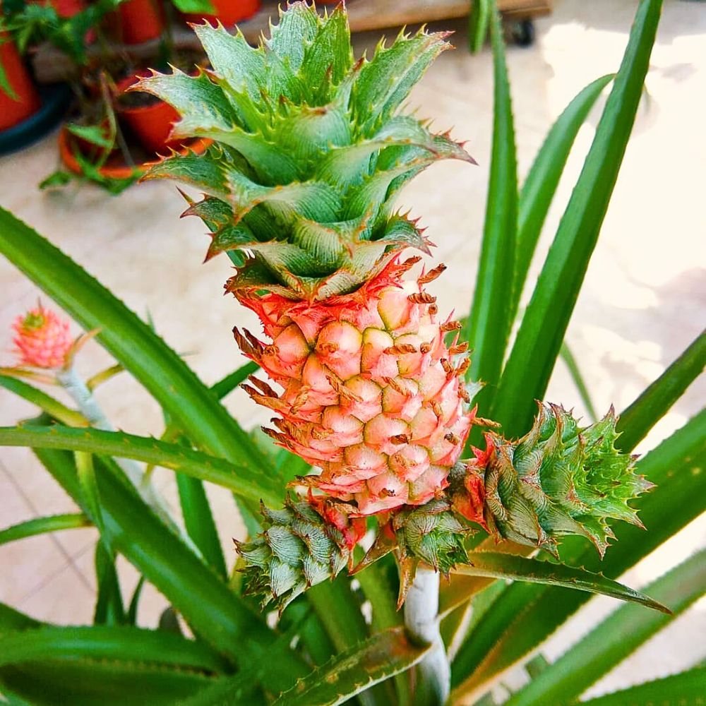 Pineapple Stunning Display of the Pineapple Plant