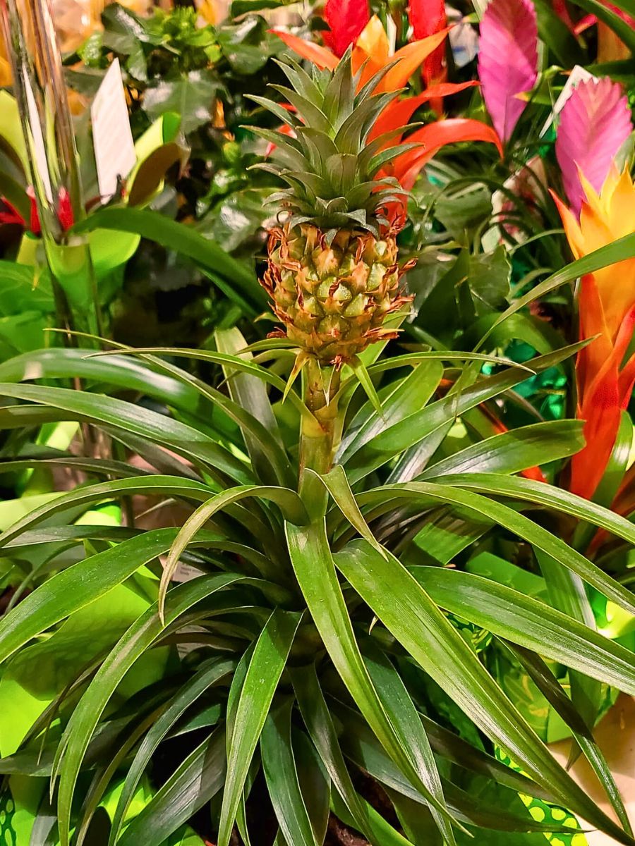Pineapple plant The Stunning Display of the Pineapple Plant