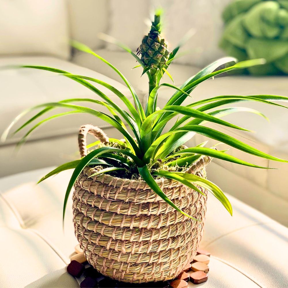 Pineapple Plant The Stunning Display of the Pineapple Plant
