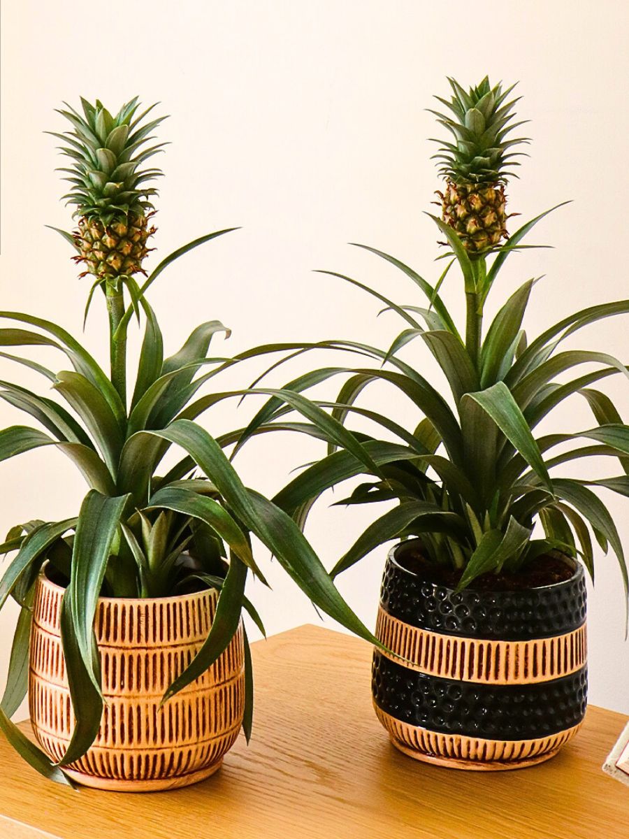 Pineapple Plants The Stunning Display of the Pineapple Plant