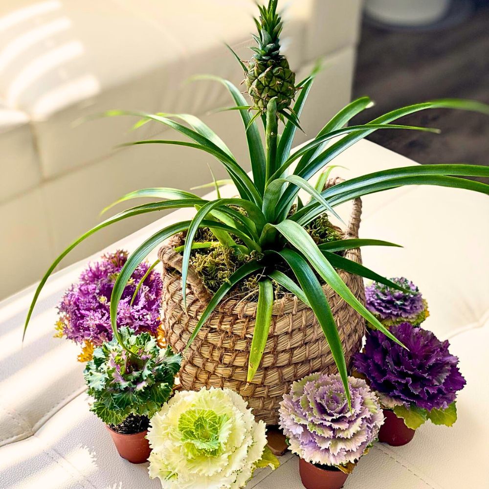 Pineapple plant The Stunning Display of the Pineapple Plant