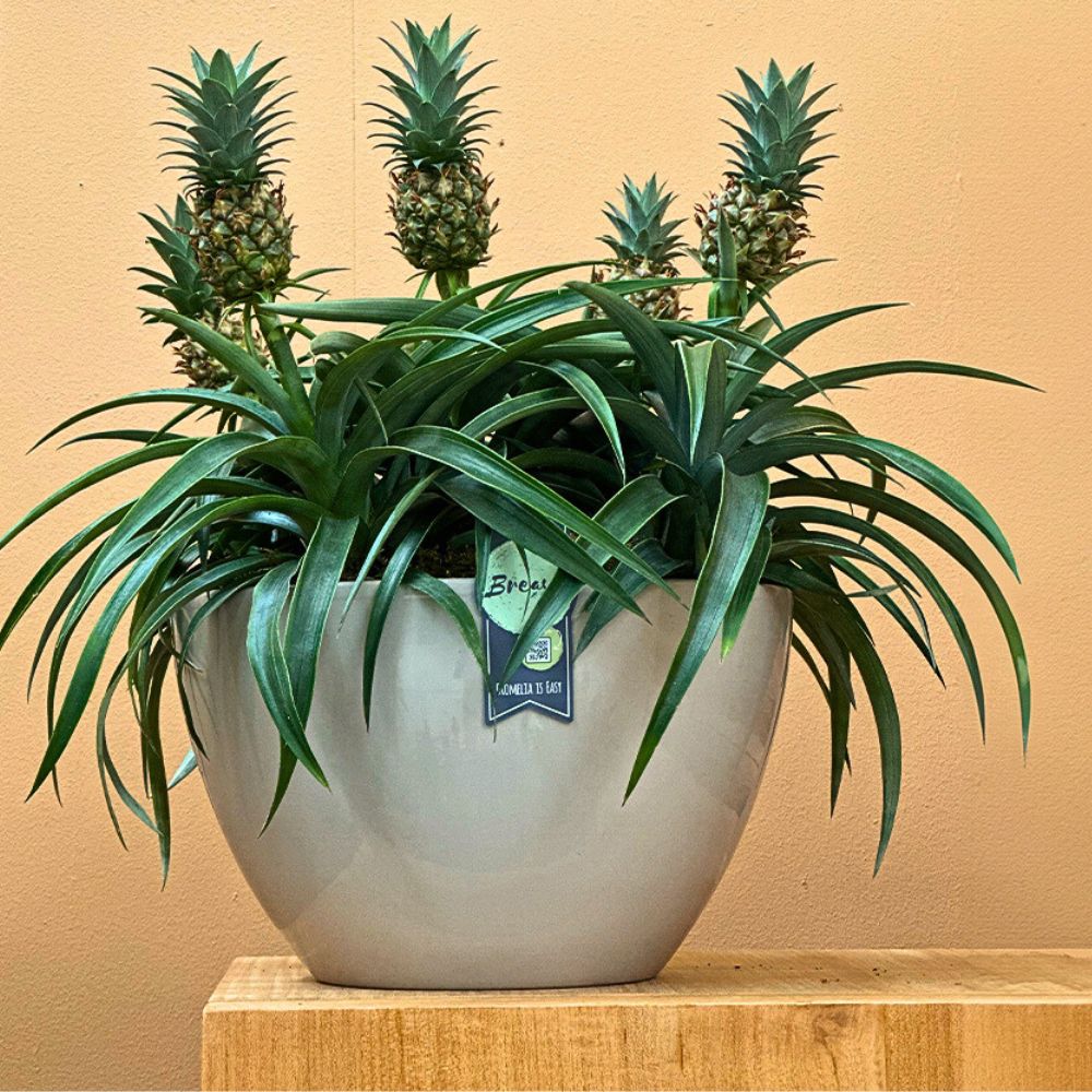 Pineapples The Stunning Display of the Pineapple Plant