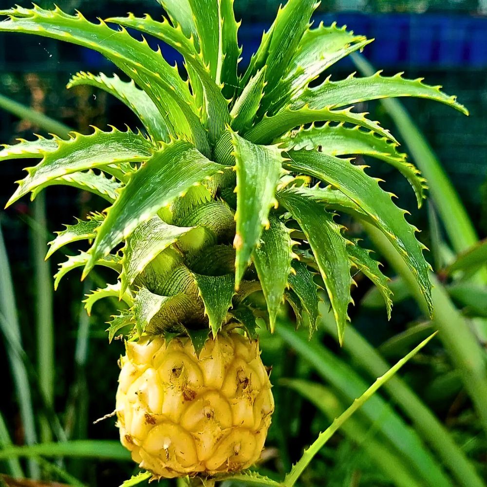 Pineapple The Stunning Display of the Pineapple Plant