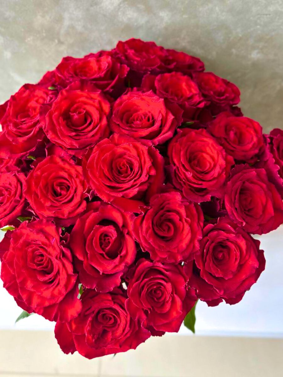 Roses Born Free Rosas de Corazon Red rose symbolizing love and passion