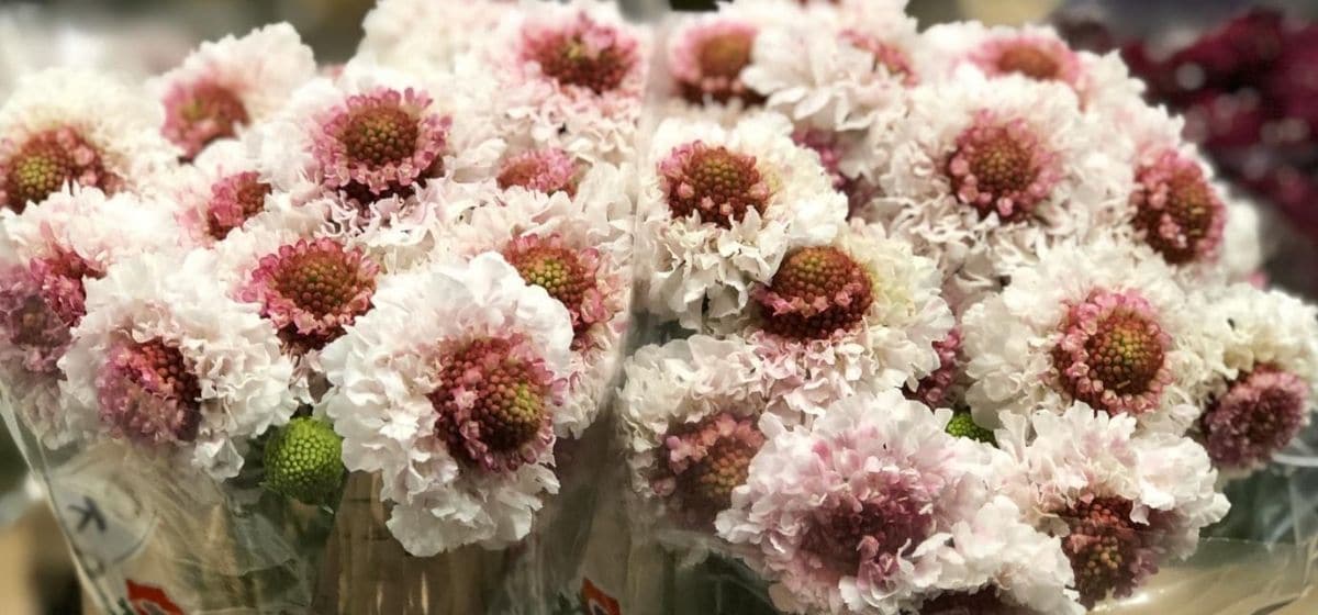Scabiosa Hoop Scoop - Cut Flowers - on Thursd for Peter's weekly Menu