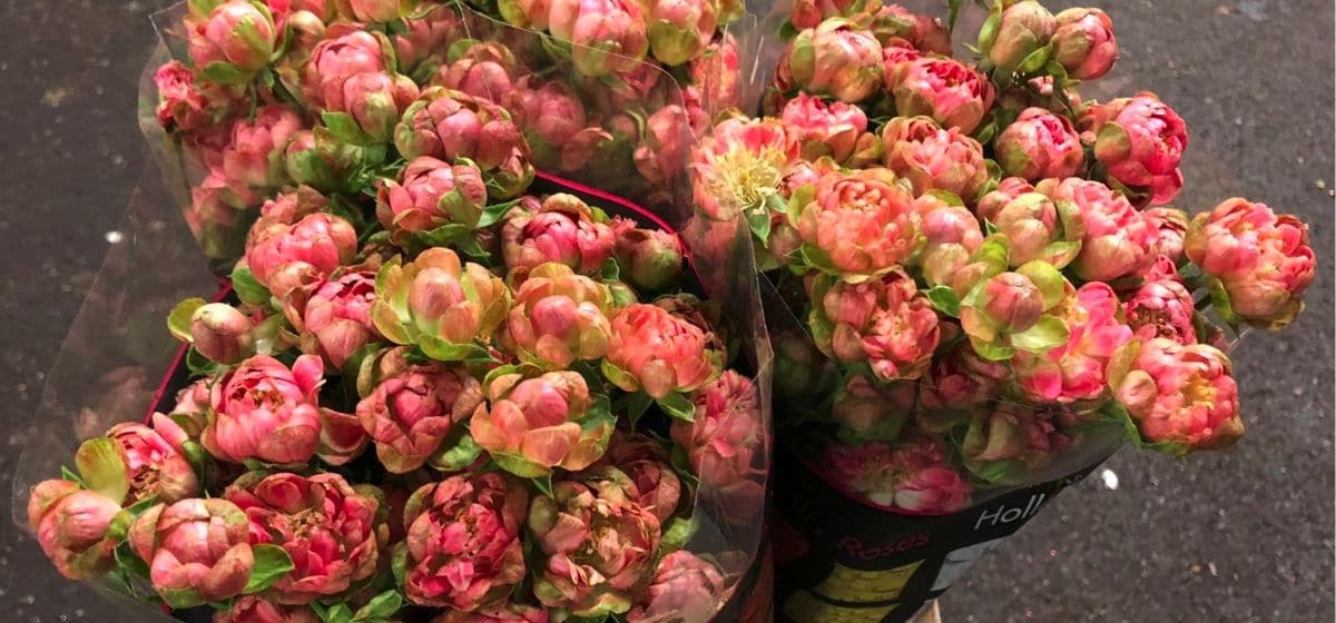 Rose Wild Radish Rose  - Cut Flowers - on Thursd for Peter's weekly Menu