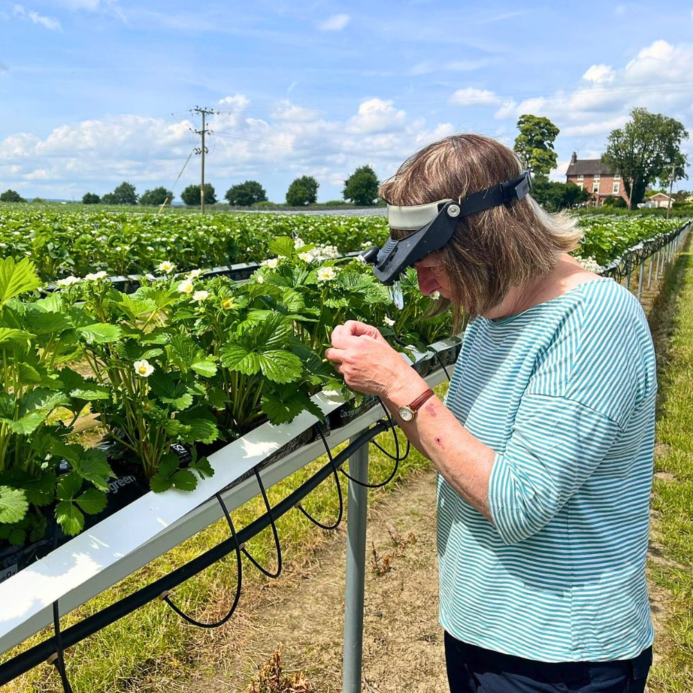 Pest control Why Integrated Pest Management Is Vital in Sustainable Pest Control in Floriculture