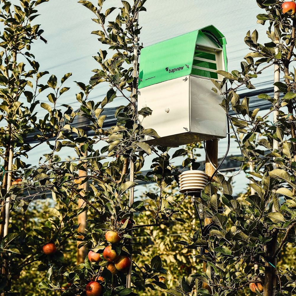 Pest traps Integrated Pest Management and Why It Is Vital in Sustainable Floriculture