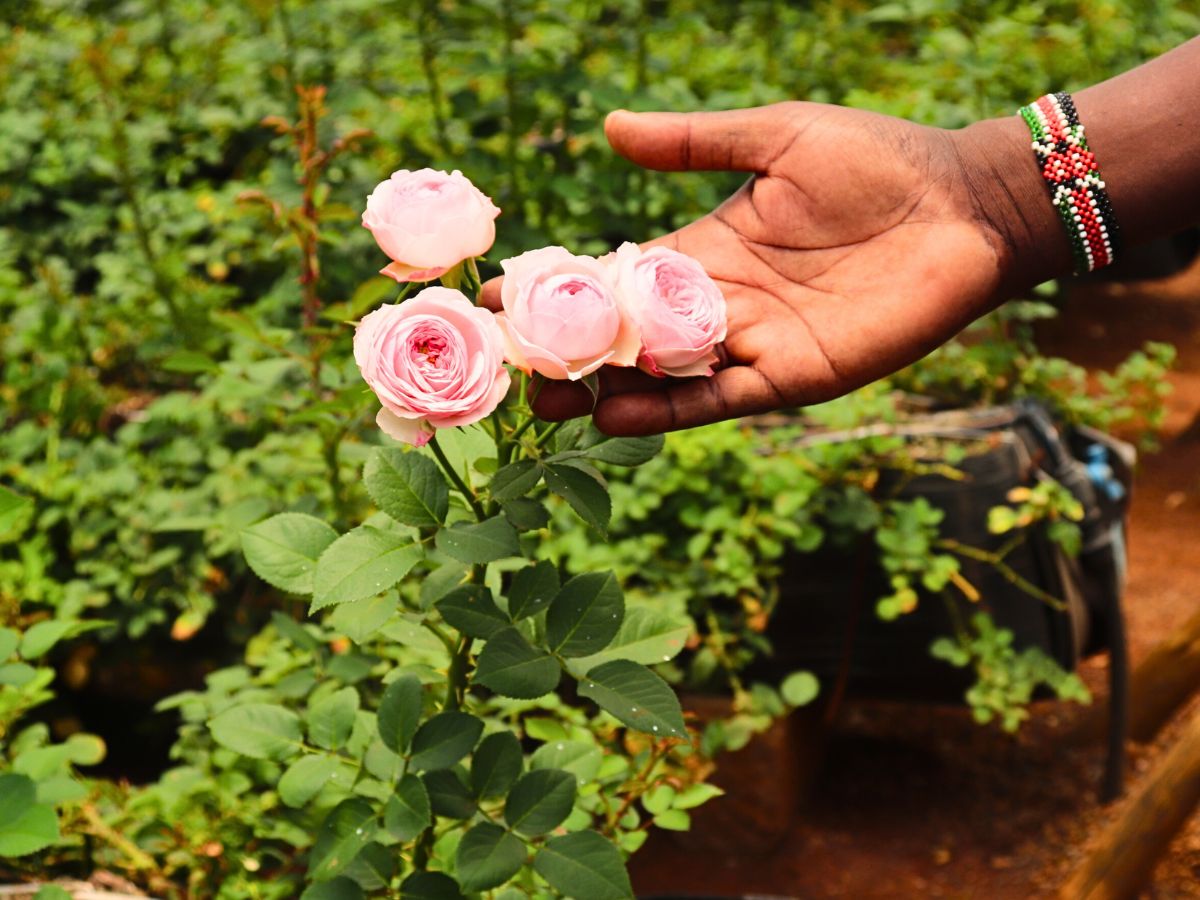 Roses Why Integrated Pest Management Is Vital in Sustainable Pest Control in Floriculture