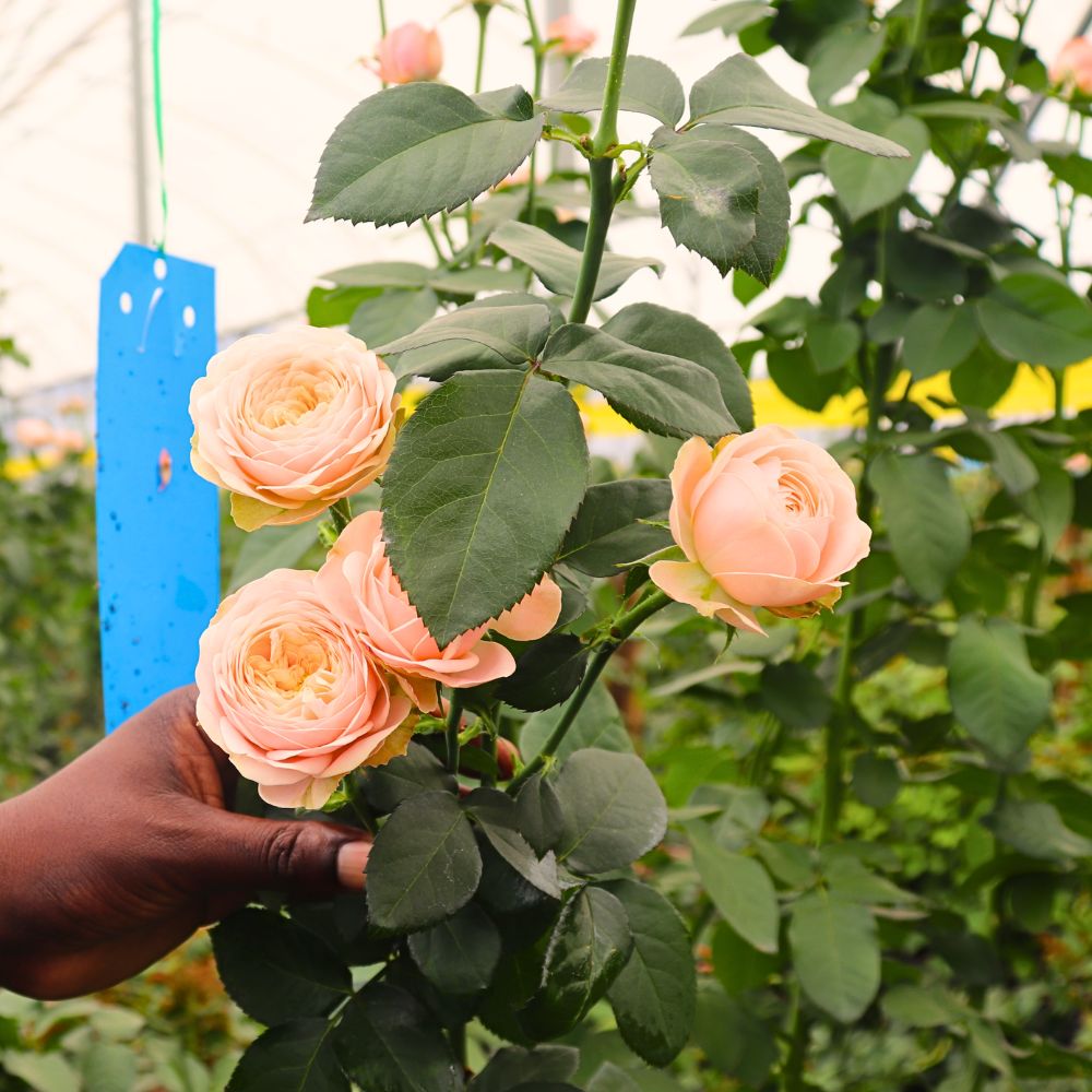 Sticky traps Why Integrated Pest Management Is Vital in Sustainable Pest Control in Floriculture