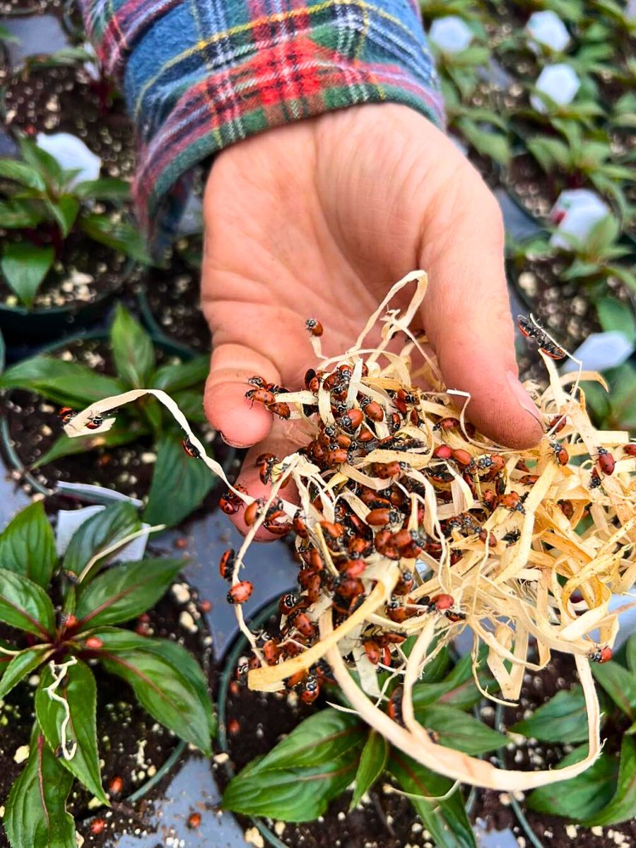 Biological pest control Why Integrated Pest Management Is Vital in Sustainable Pest Control in Floriculture