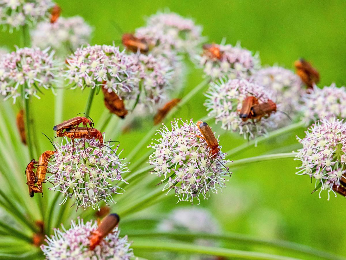 Pest control in floriculture Why Integrated Pest Management Is Vital in Sustainable Pest Control in Floriculture