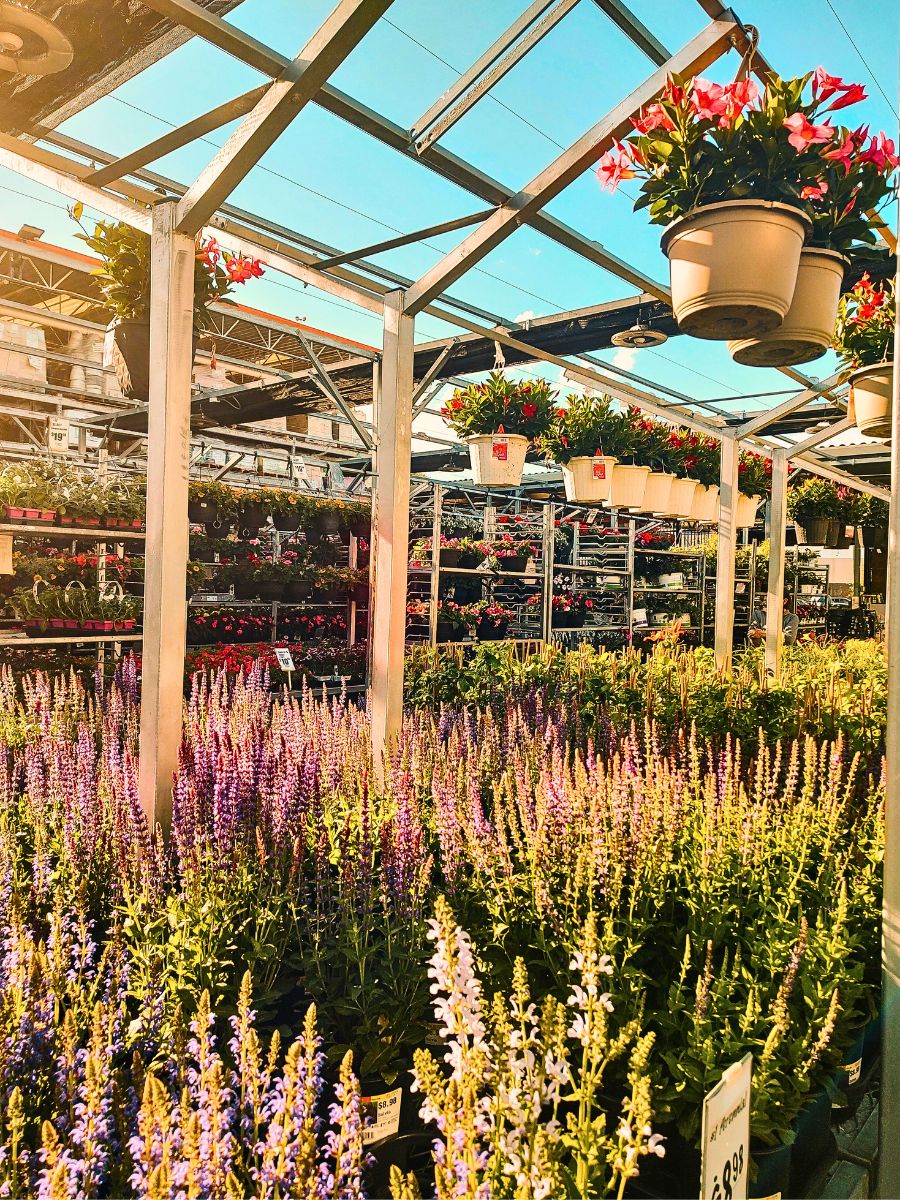 Plants and flowers Why Integrated Pest Management Is Vital in Sustainable Pest Control in Floriculture