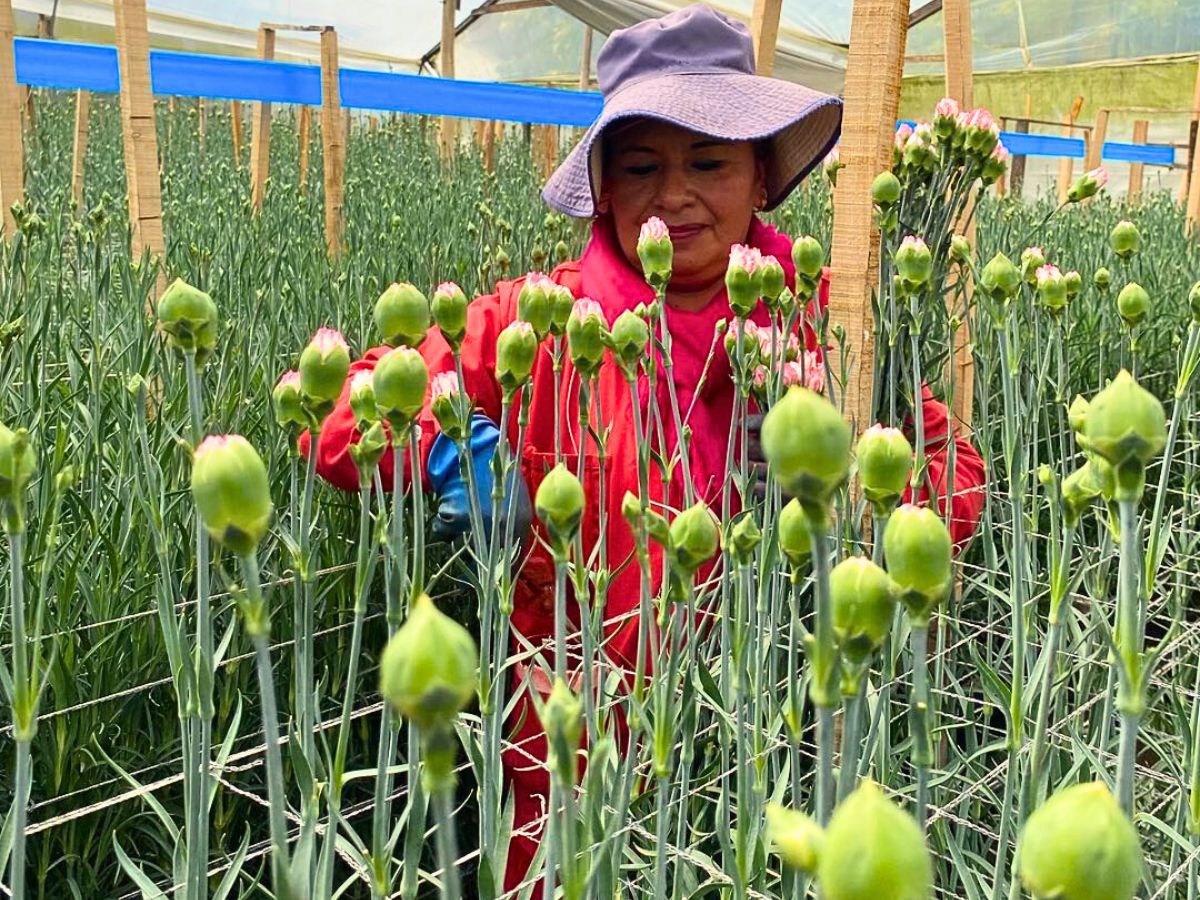 Carnations Why Integrated Pest Management Is Vital in Sustainable Pest Control in Floriculture