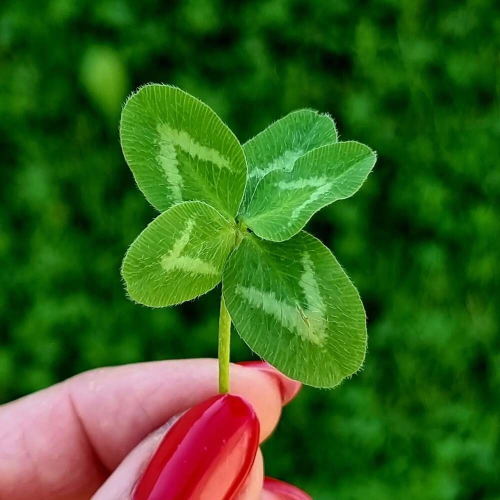 A hand holds a four-leaf clover above green grass and pink sneakers A hand holds a four-leaf clover above green grass and pink sneakers