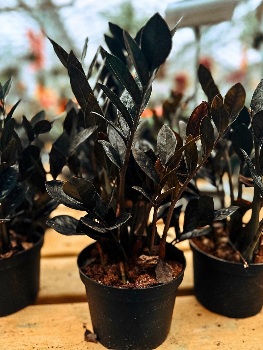 Raven ZZ plant These Popular Houseplants Are Hot on Instagram Right Now