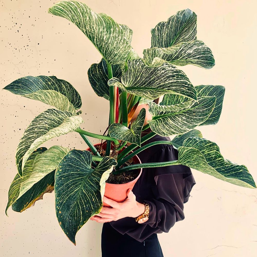Philodendron Birkin Popular Houseplants Hot on Instagram Right Now