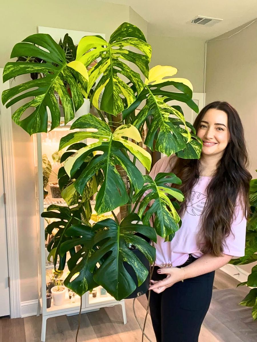 Variegated Monstera plant Popular Houseplants Hot on Instagram Right Now