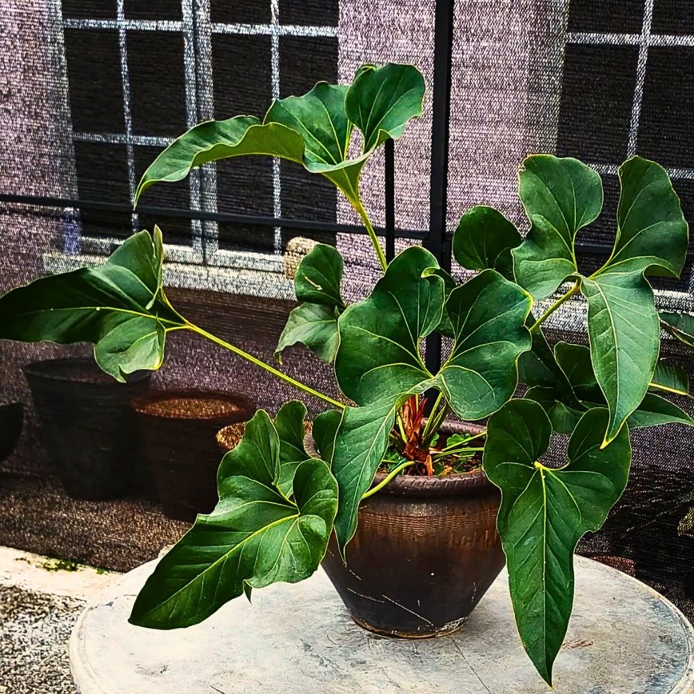 Anthurium brownii Popular Houseplants Hot on Instagram Right Now