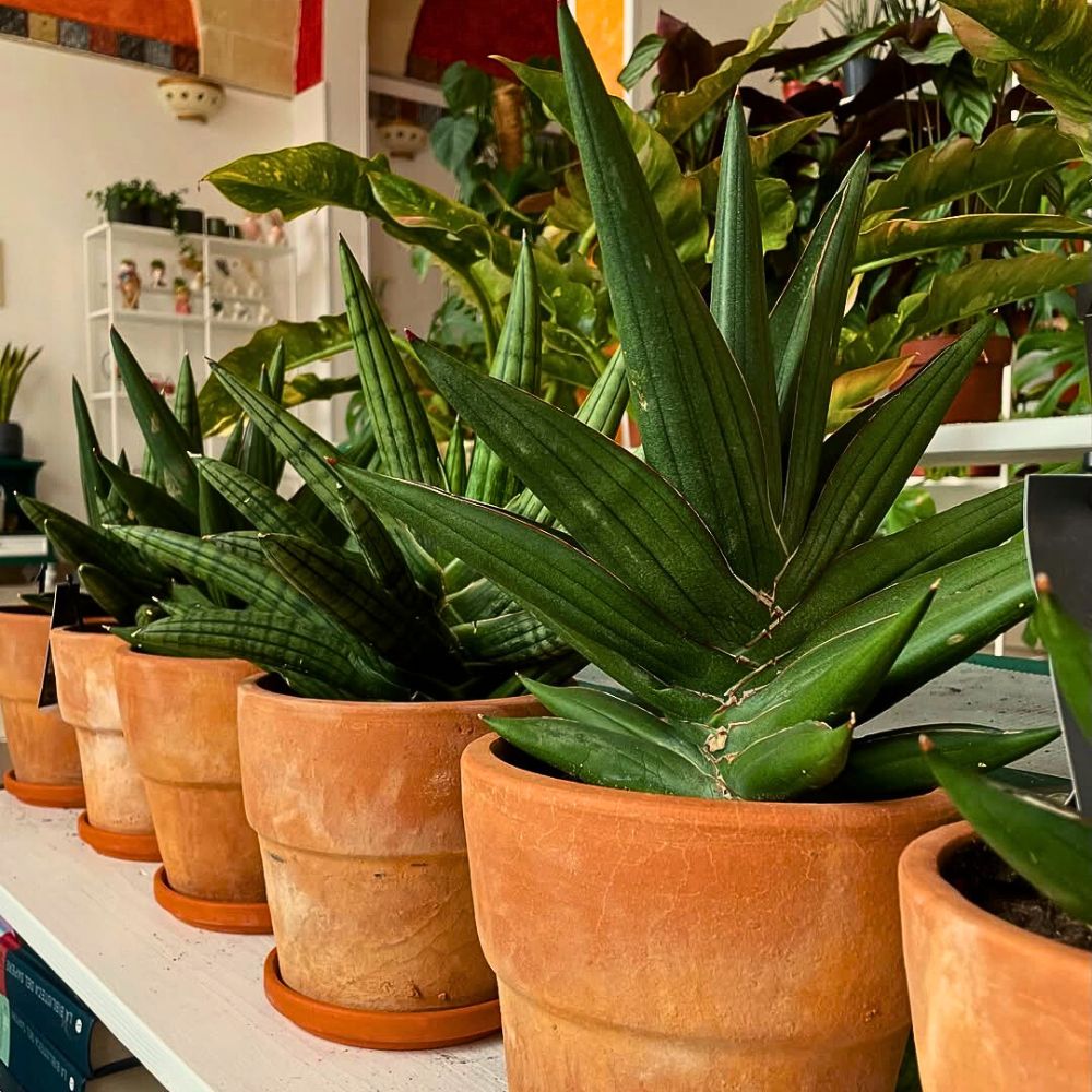 Snake plants These Popular Types of Houseplants Are Hot on Instagram Right Now