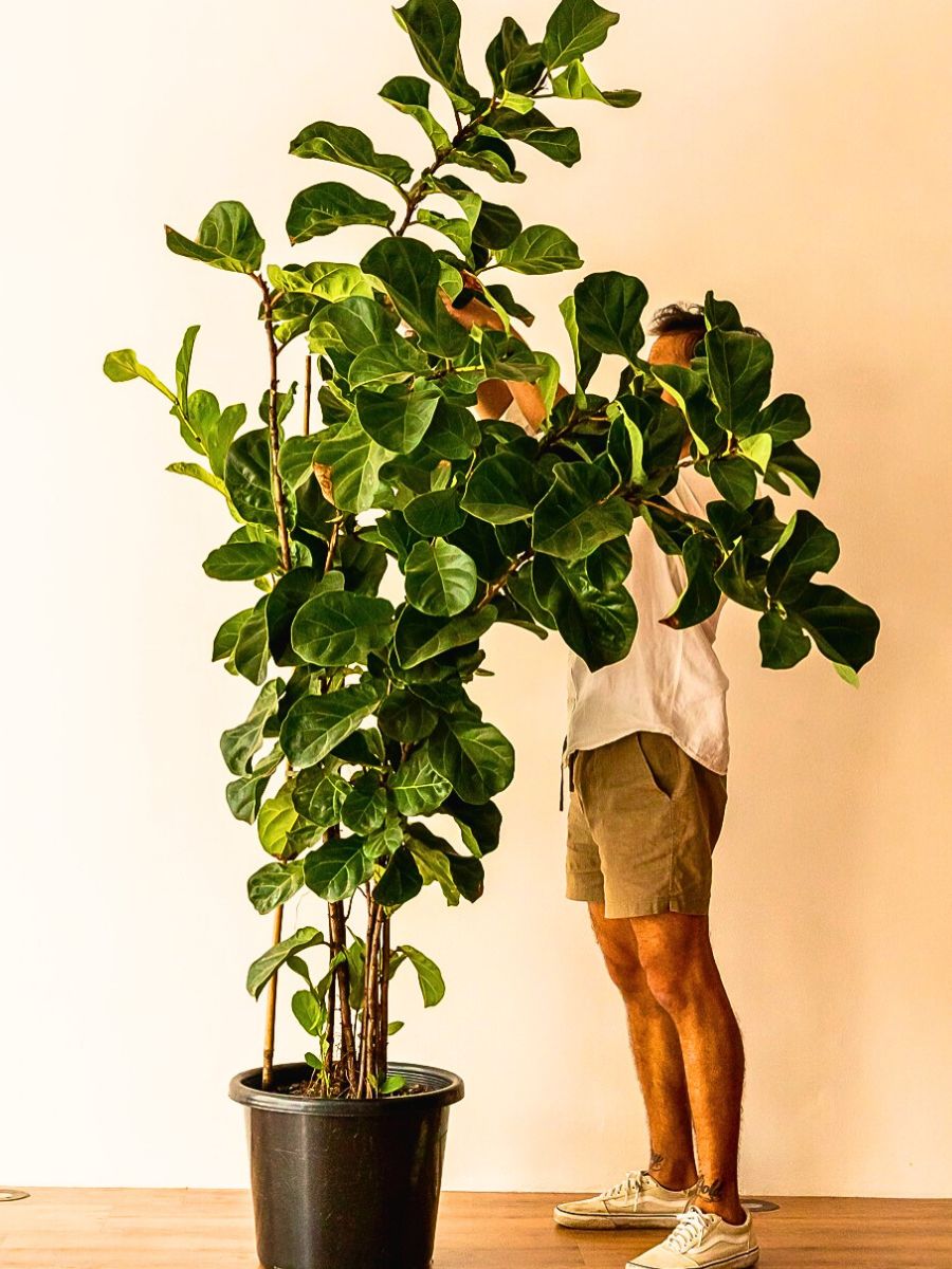 Fiddle leaf fig These Popular Types of Houseplants Are Hot on Instagram Right Now