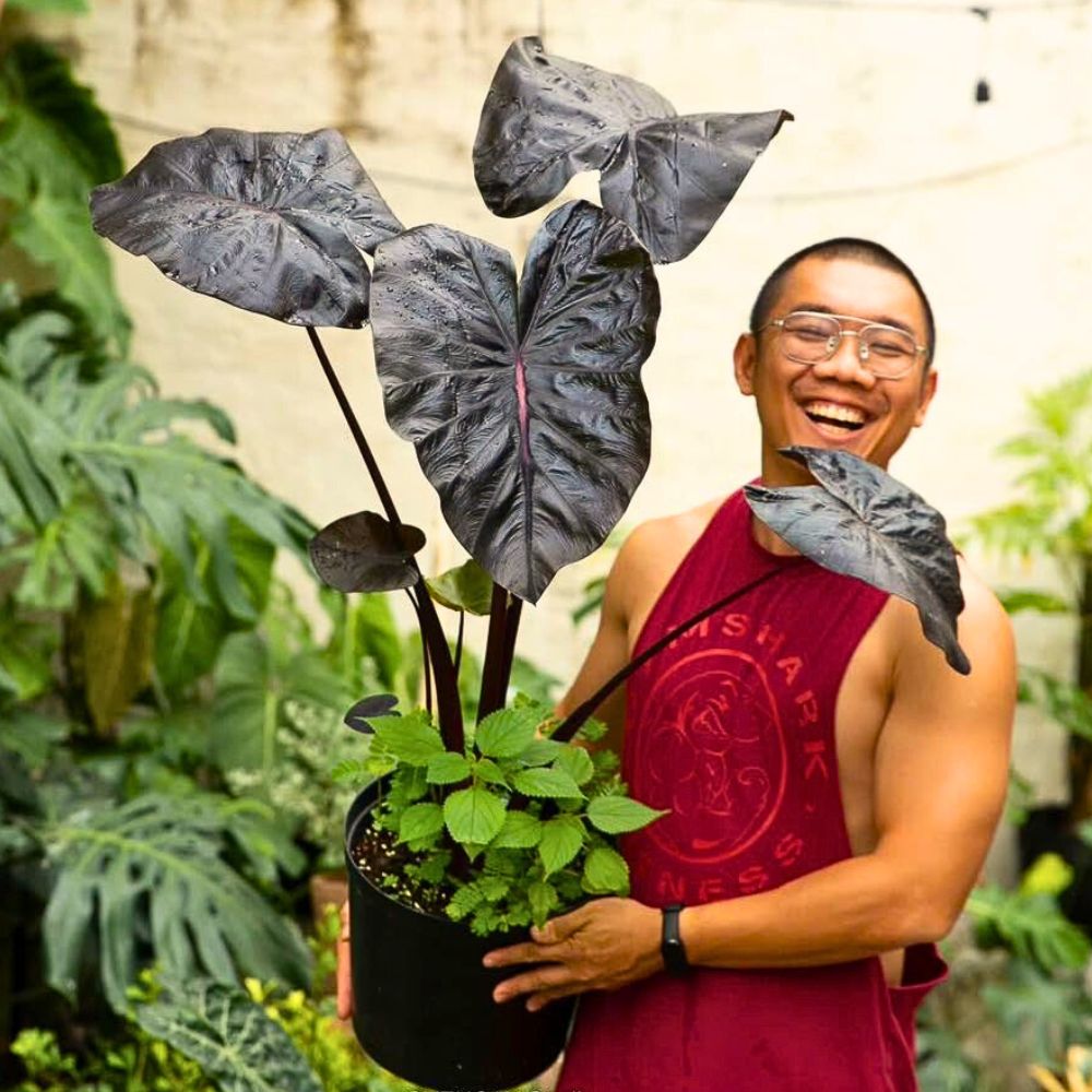 Colocasia These Popular Types of Houseplants Are Hot on Instagram Right Now