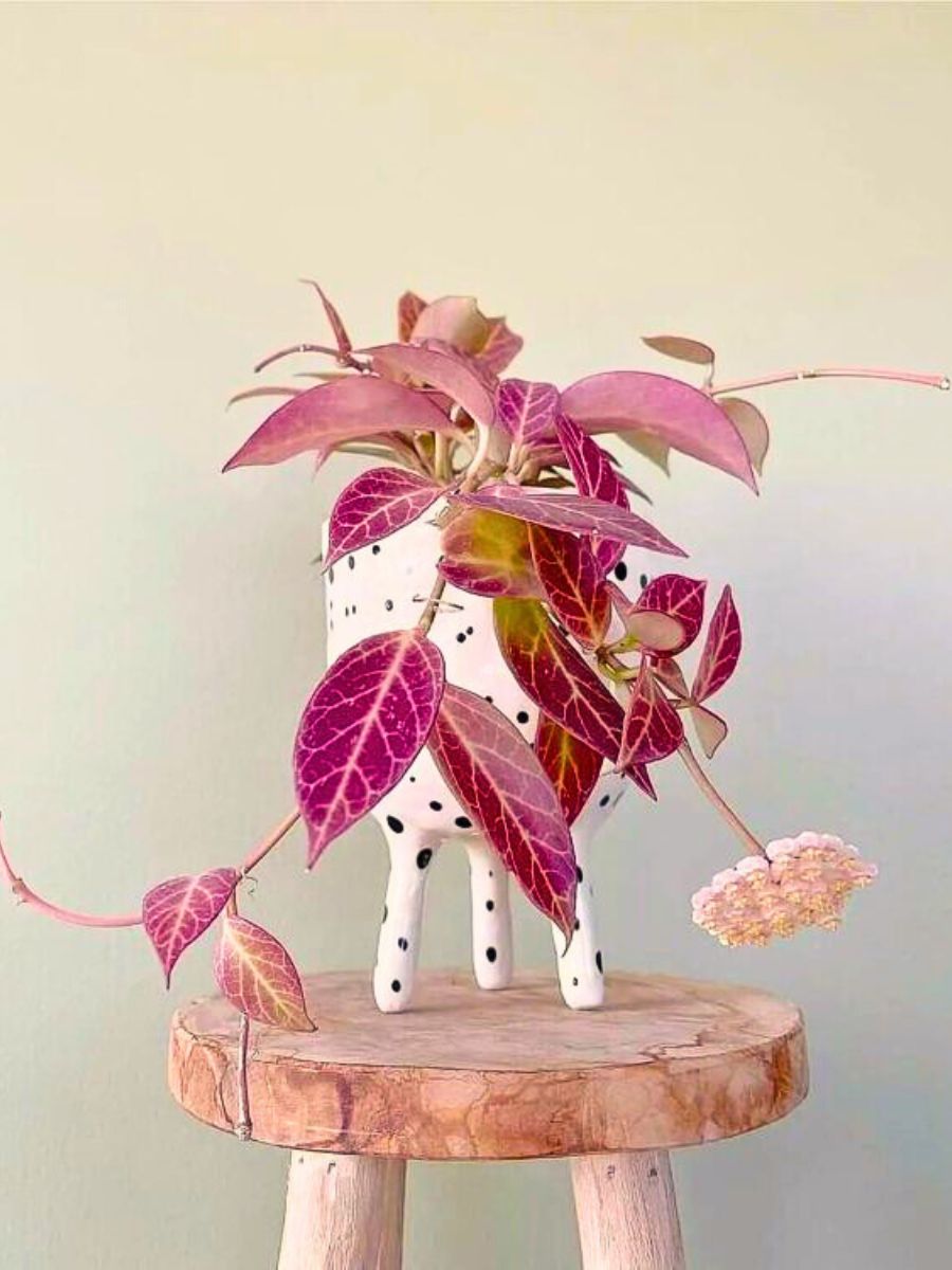 Hoya 'Sunrise' These Popular Types of Houseplants Are Hot on Instagram Right Now