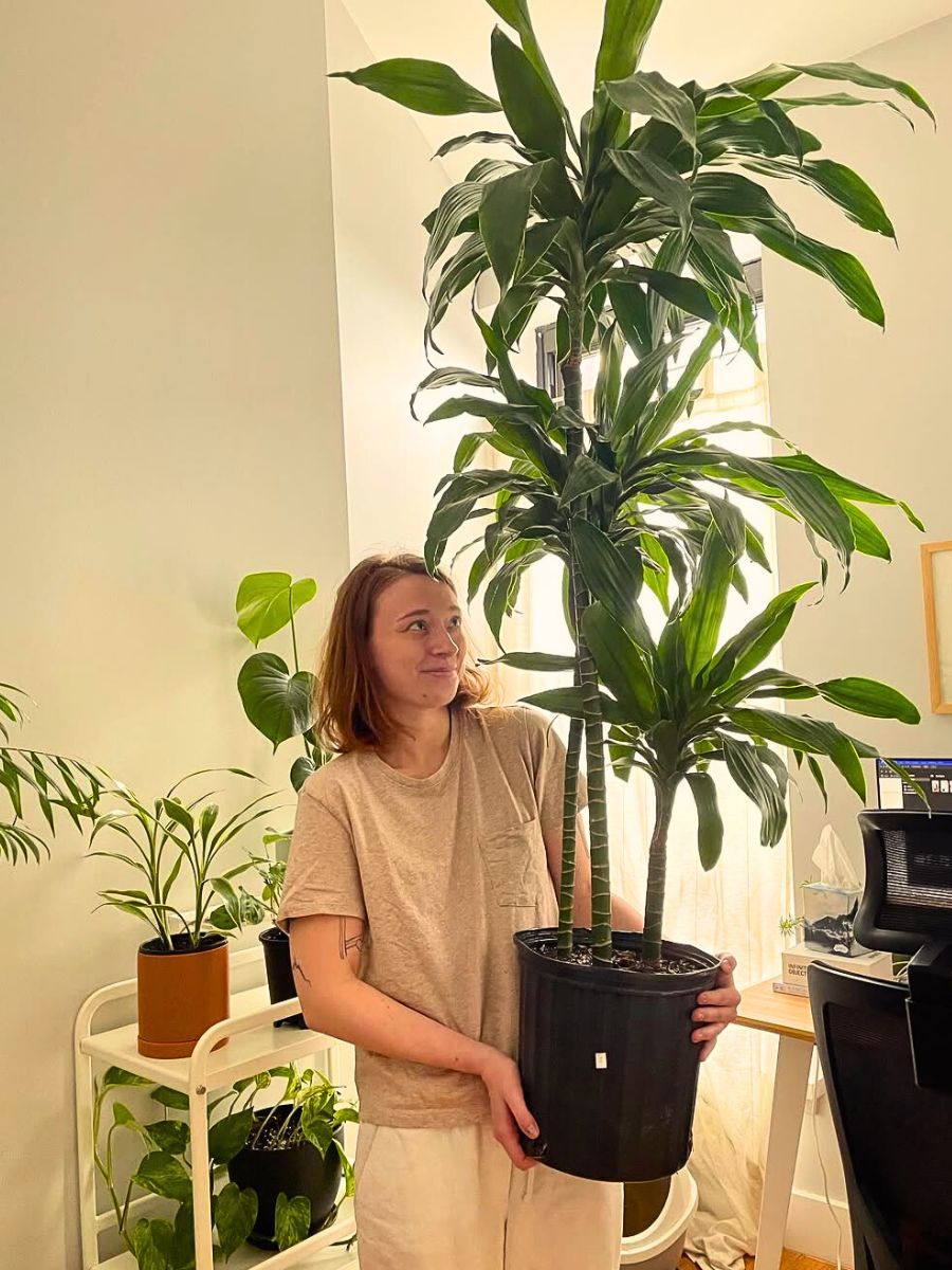 Dracaena Janet Craig These Popular Types of Houseplants Are Hot on Instagram Right Now