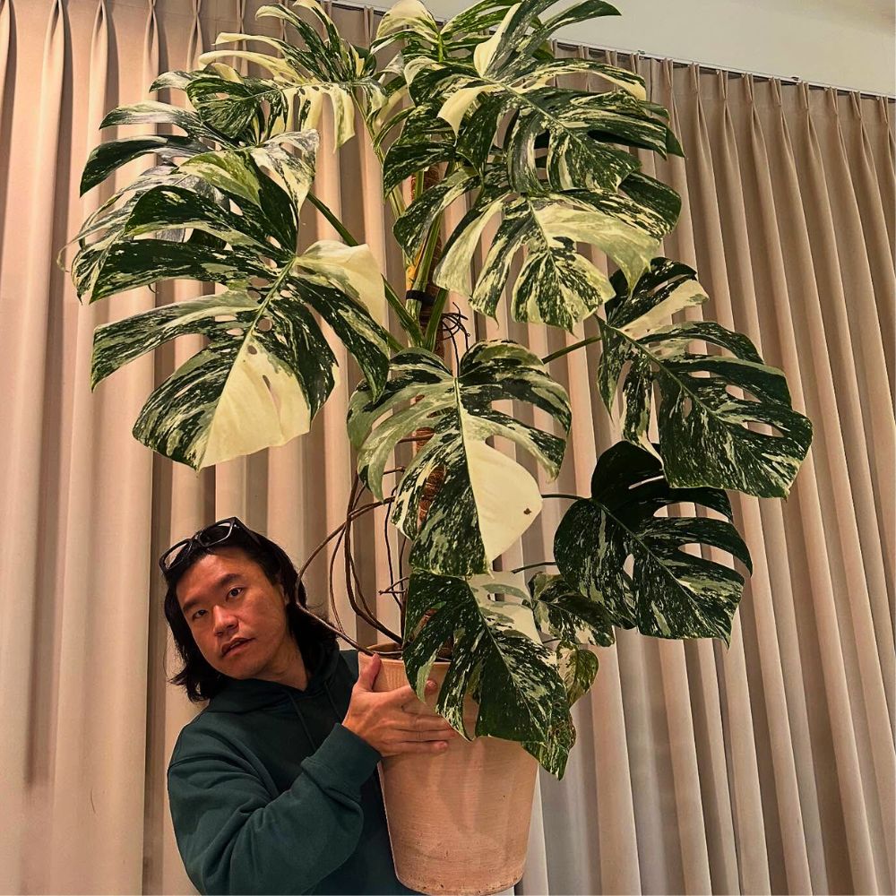 Monstera adansonii Variegata These Popular Types of Houseplants Are Hot on Instagram Right Now
