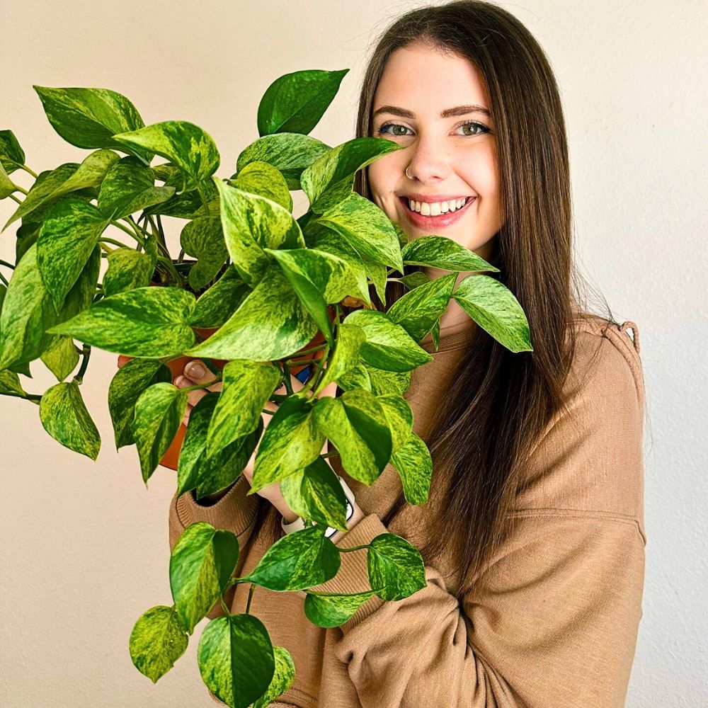 Marble Queen Pothos These Popular Types of Houseplants Are Hot on Instagram Right Now