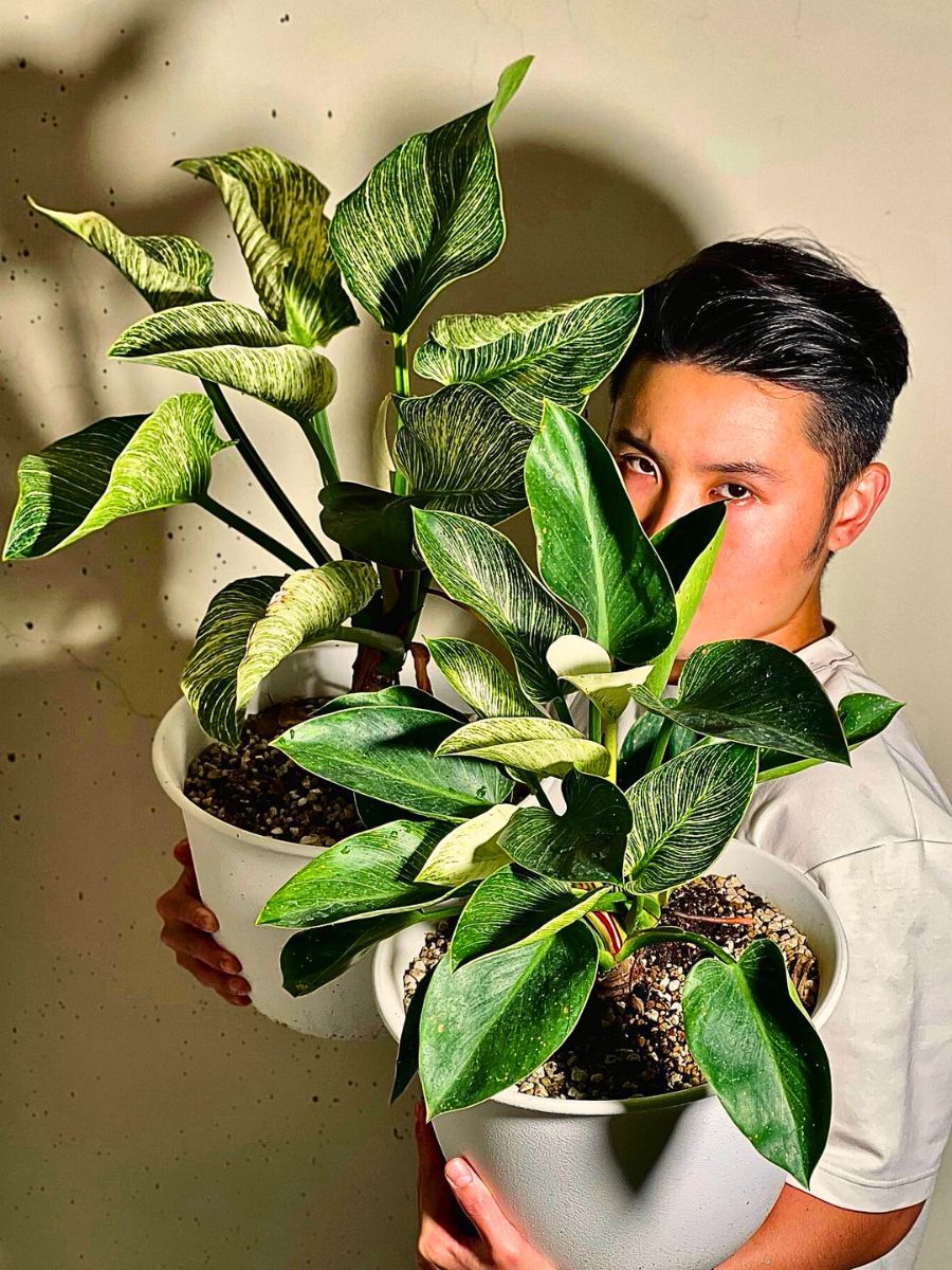 Philodendron birkin These Popular Types of Houseplants Are Hot on Instagram Right Now