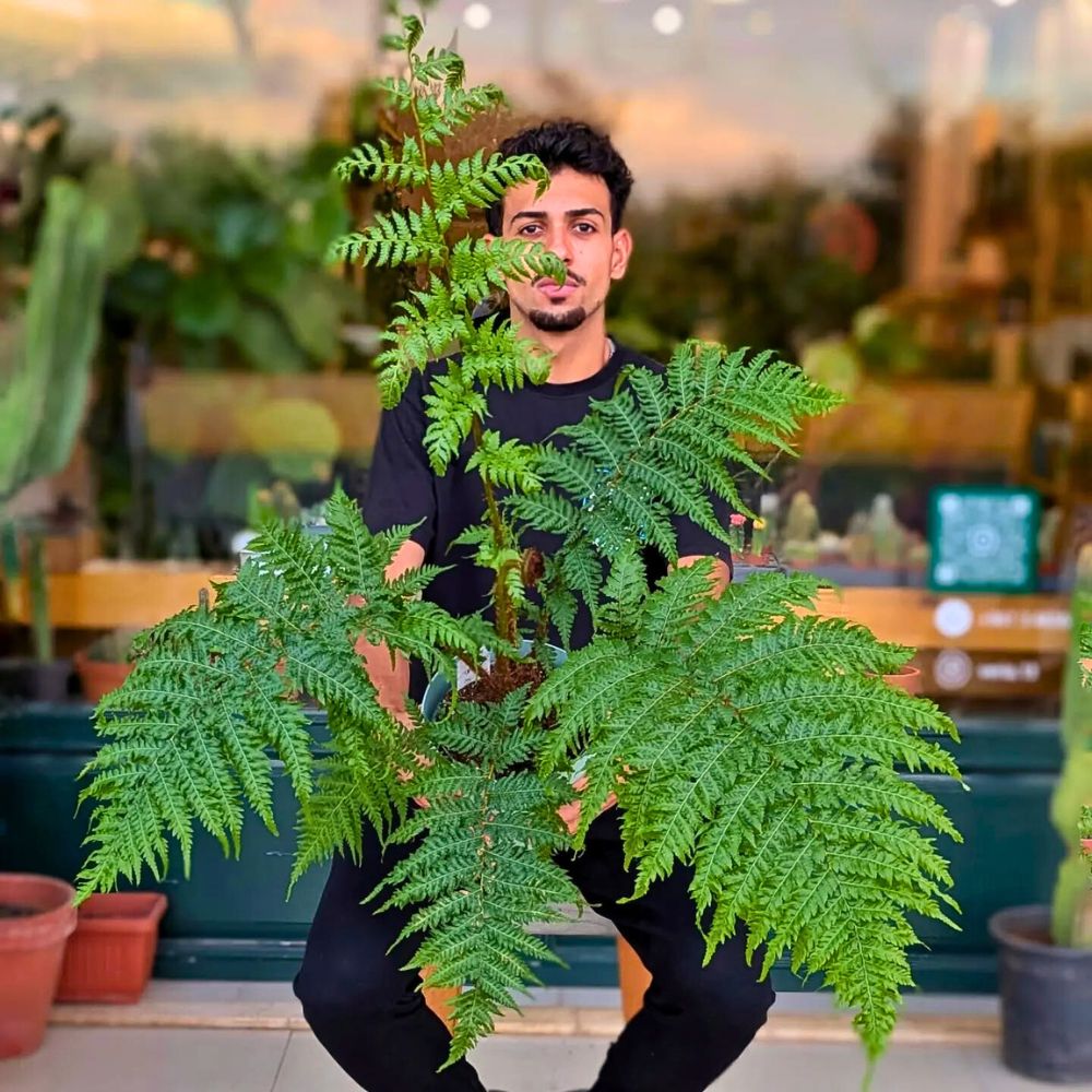 Australian tree fern These Popular Types of Houseplants Are Hot on Instagram Right Now