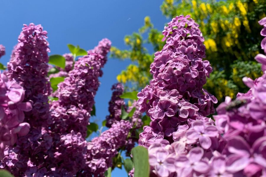 Flowers and their Characteristics For Mom - Lilacs - Regine Motmans - on Thursd