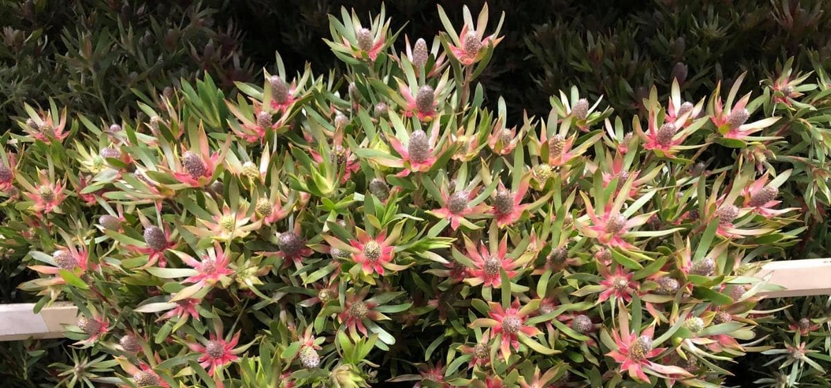 Leucadendron Ayobe ‘Star Pearl’ spray - Cut Flowers - on Thursd for Peter's weekly Menu