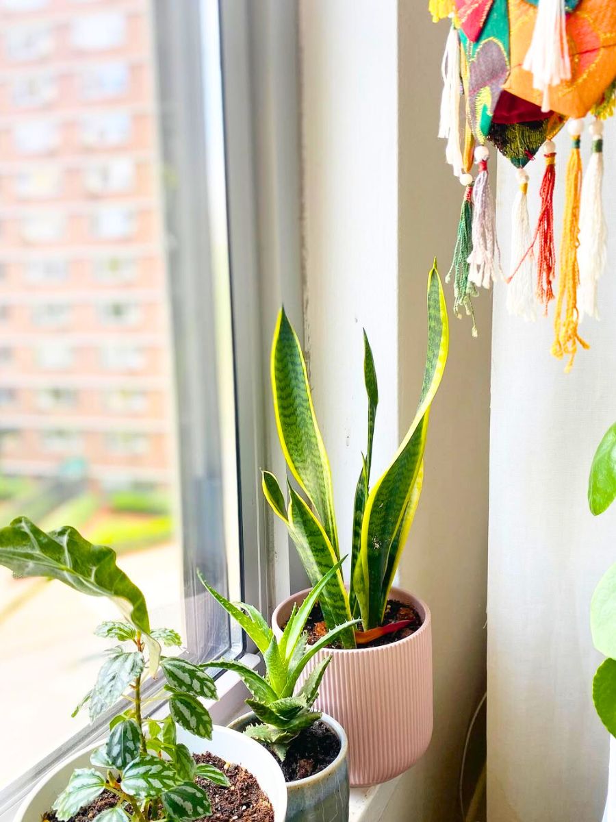 Plants in feng shui Plants in feng shui