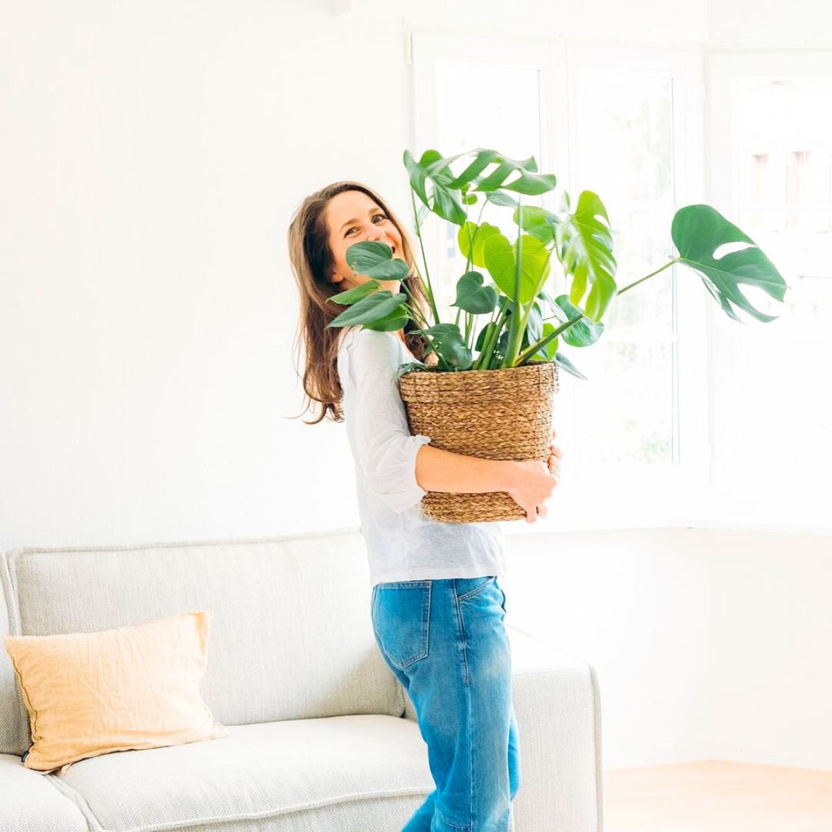 Monstera Deliciosa bringing happiness to home spaces Monstera Deliciosa bringing happiness to home spaces