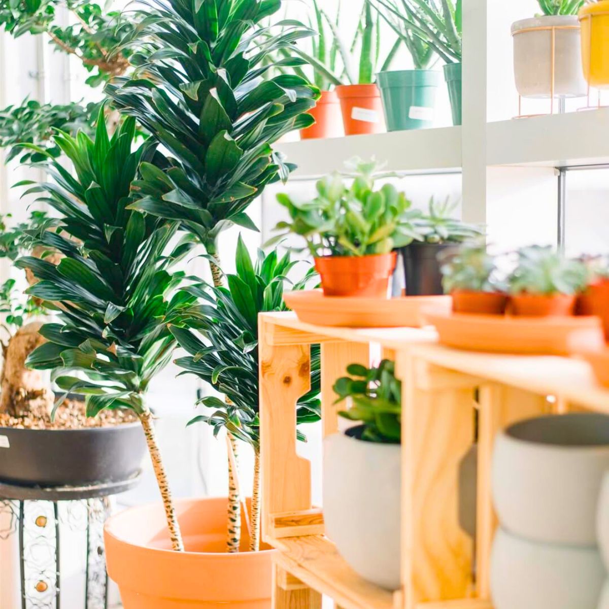 Green plants that bring good energy and freshness Green plants that bring good energy and freshness