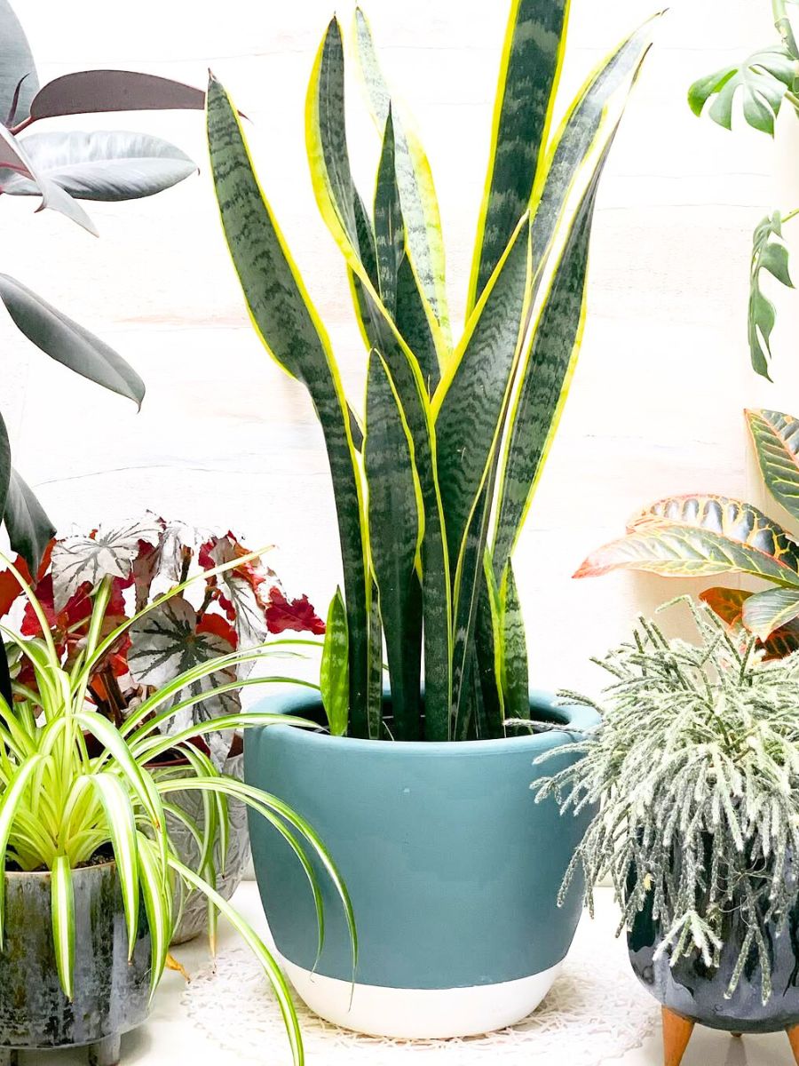 Beautiful snake plant in feng shui Beautiful snake plant in feng shui