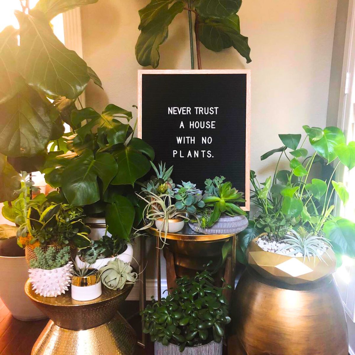 Never trust a house with no plants Never trust a house with no plants