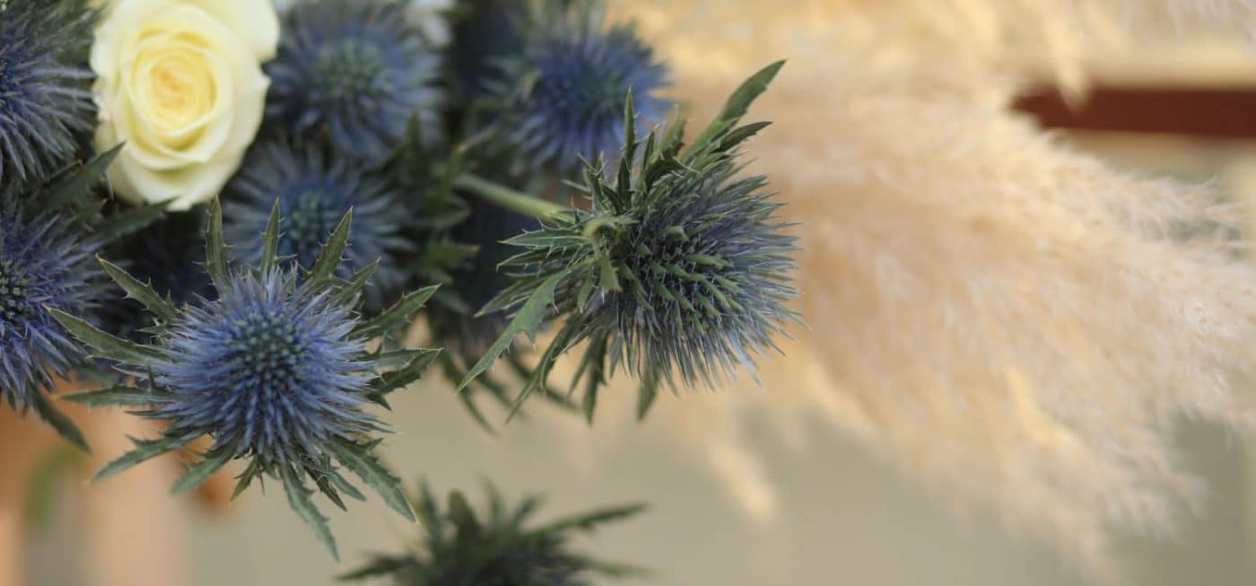 Closer look at the Eryngium Magnetar from Marginpar